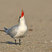 Caspian Tern